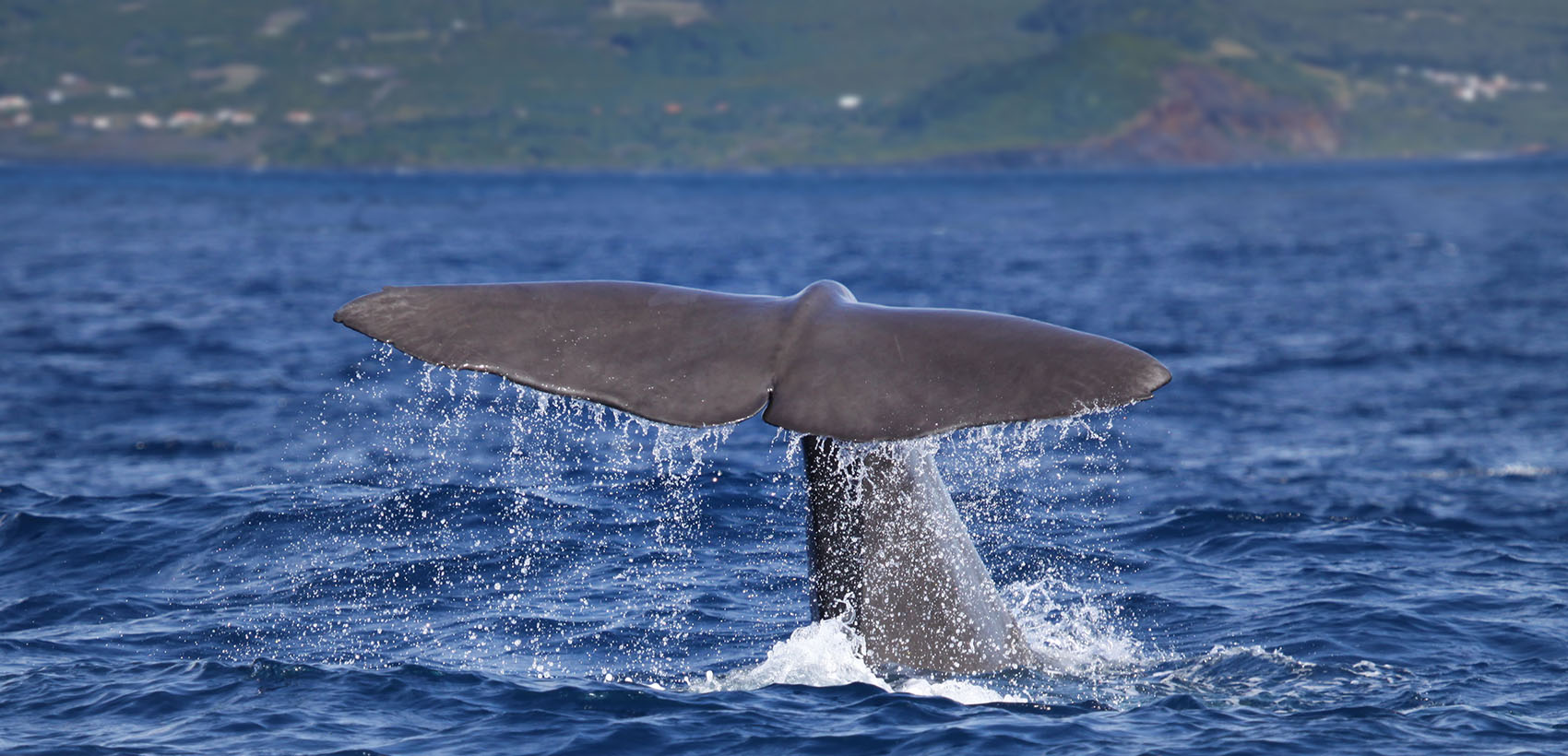 Açores: Terceira | Na Rota dos Cetáceos