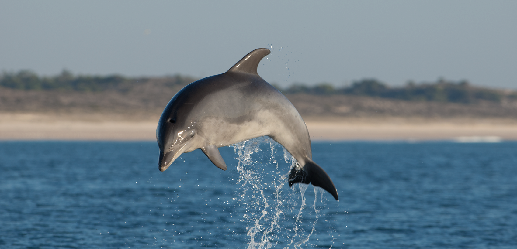 Golfinhos do Sado: Setúbal