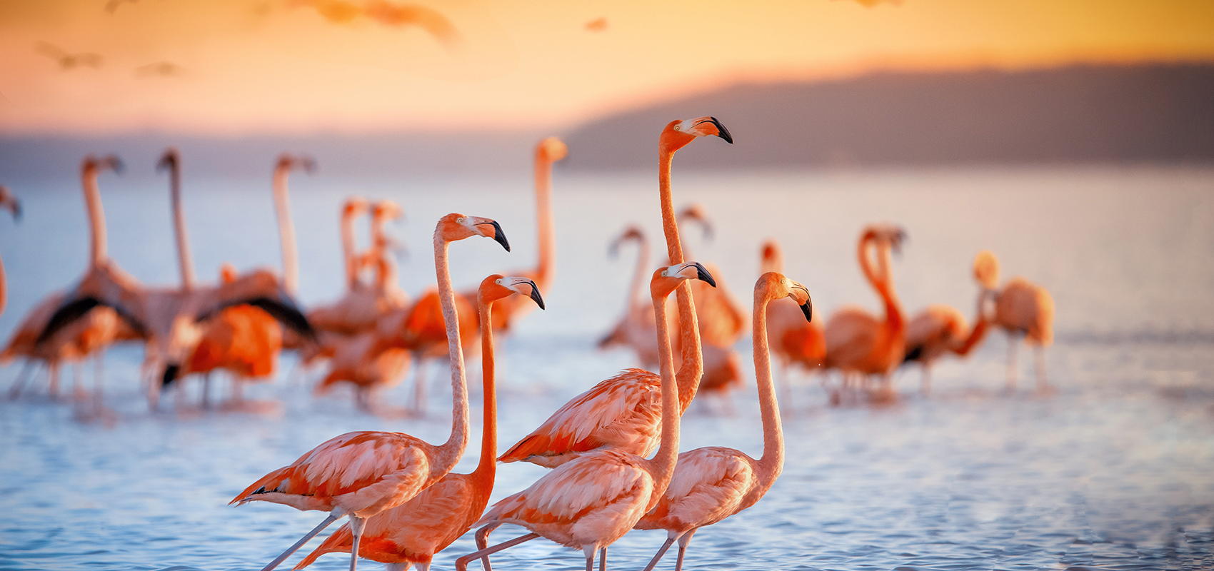 Observação de Flamingos: Tróia