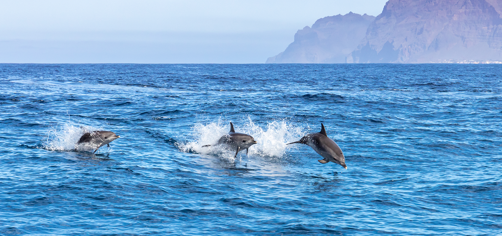 Golfinhos do Sado: Tróia